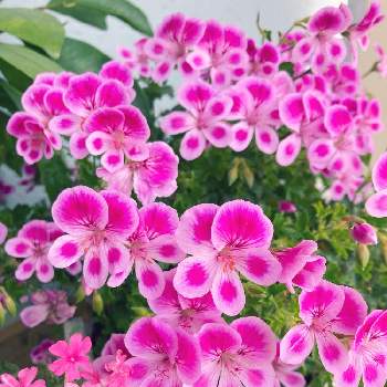 北海道の夏の画像 by このっちさん | バルコニー/ベランダと北海道の夏とベランダガーデニングとおうち園芸と北海道からとピンクのお花と花のある暮らしと朝の癒し