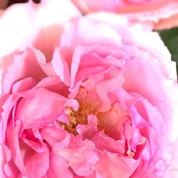 街のお花屋さんの画像 by 由さん | 部屋と街のお花屋さんと❤️いいね、ありがとうとピンクのお花と花のある暮らしと薔薇の花