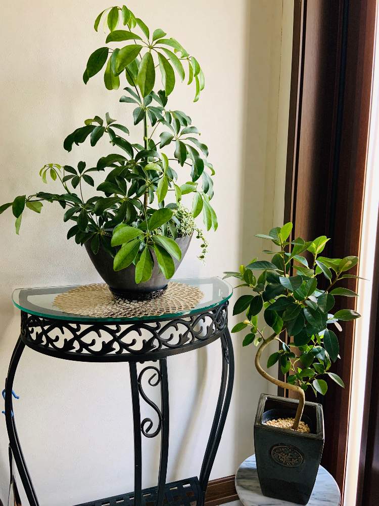 カポックの投稿画像 By Mikaさん フランスゴムの木とみどりのある暮らしと観葉植物 とグリーンのある暮らしとグリーン グリーン グリーン とteamほほえみとわが家の観葉植物 とセール品と陽春園さんと半額セールと癒されると観葉植物のある暮らしとグリーン大好きと