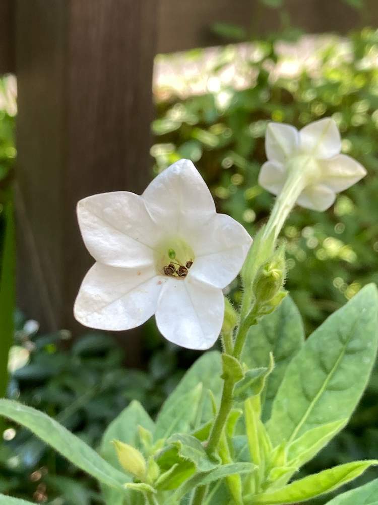 タバコの花の投稿画像 By チコたんさん おうち園芸 月8月17日 Greensnap グリーンスナップ