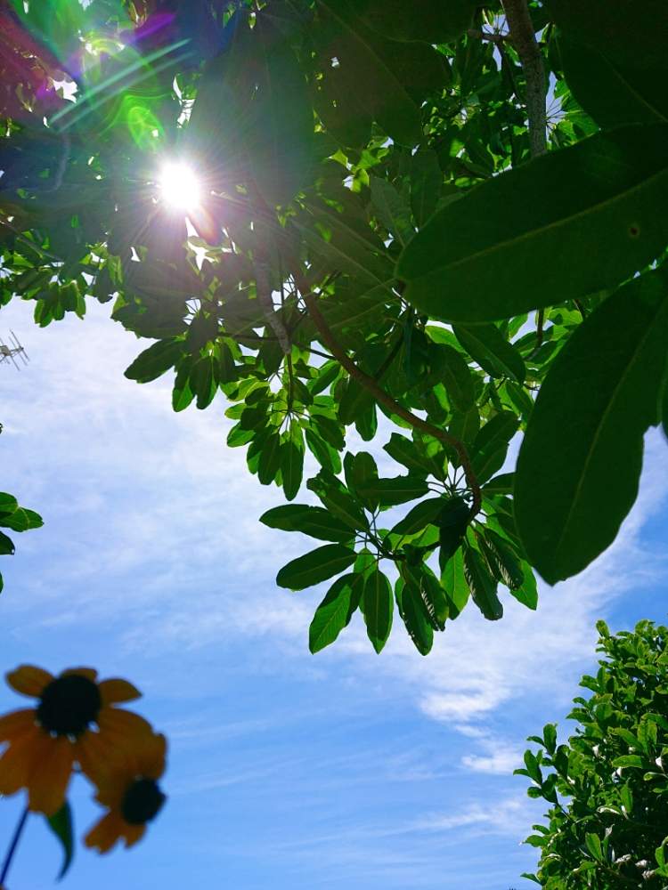 ルドベキア タカオの投稿画像 By Keiさん ユズリハと花のある暮らしと黄色の花と木陰にて 月8月17日 Greensnap グリーンスナップ