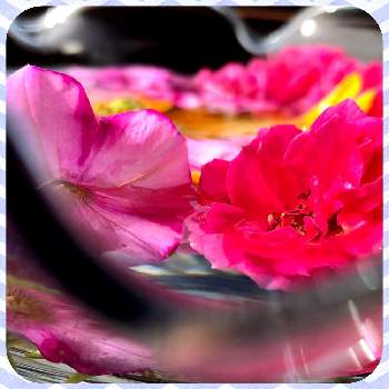 ひまわり♪の画像 by 世津ちゃんさん | 薔薇の花と金魚鉢とひまわり♪と自宅にて