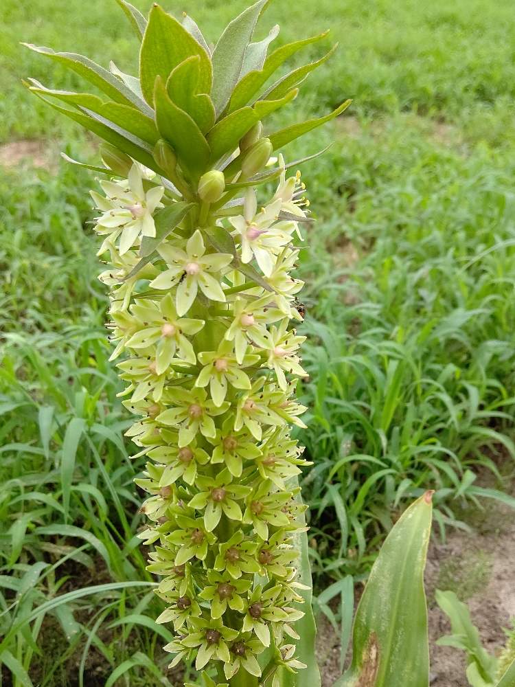 パイナップルフラワー の投稿画像 By Yukiさん 月8月17日 Greensnap グリーンスナップ Greensnap グリーンスナップ