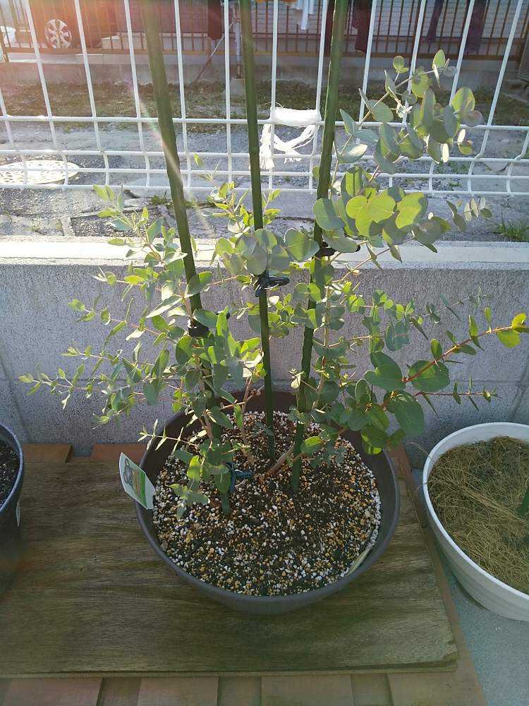 初めての観葉植物ユーカリグニー Greensnap グリーンスナップ