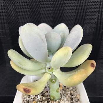 暑さに負けちゃうの投稿画像一覧 Greensnap グリーンスナップ