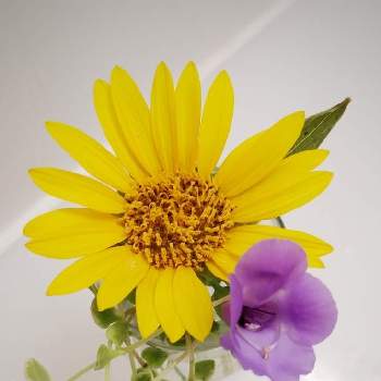 スーパートレニアカタリーナブルーリバーの画像 by plumeriaさん | 　リトルミッシーと嬉しいな♡と好きな色とありがとう♡と可愛い❤と好き♡とひま わりとスーパートレニアカタリーナブルーリバーと花のある暮らしとマイ＊ガーデン