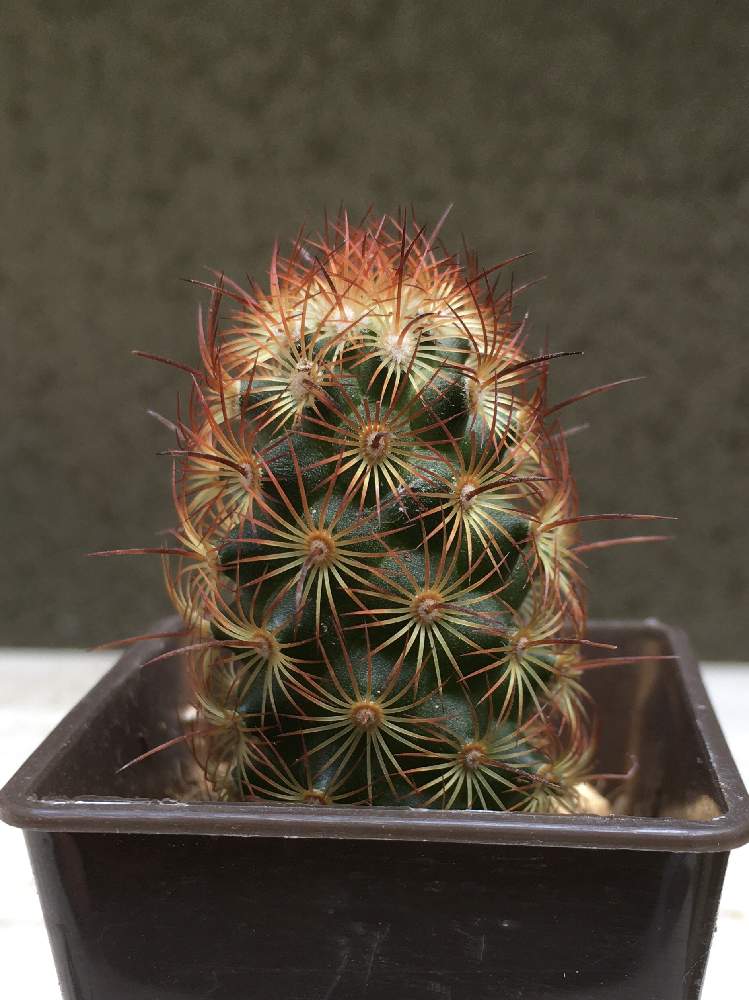 おうち園芸の投稿画像 By ひみこさん 棘好きと100均サボテンhimiと100均サボテンと葉っぱ大好きと緑の癒しとマミラリア属 黄金司と黄金司 と サボテンhimi 月8月17日 Greensnap グリーンスナップ