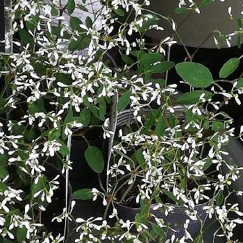 ダイアモンドフロストの育て方 置き場所や水やりの頻度は Greensnap グリーンスナップ