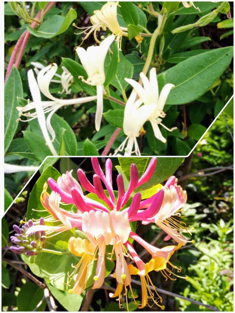 スイカズラの投稿画像 By きょうさん ハニーサックルとたのしみ と花のある暮らしと実家の花と花友さんの庭と欲しいと可愛い 月8月18日 Greensnap グリーンスナップ