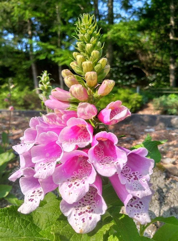 ジギタリスの投稿画像 By Chacoさん 可愛いと鮮やか と華やか 月8月18日 Greensnap グリーンスナップ