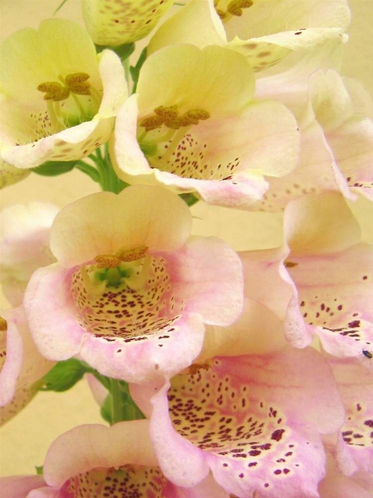 ジギタリスの投稿画像 By Pasiphae さん グラデーションと可愛い花と今日のお花と綺麗なお花と花のある暮らしと切り花 月8月18日 Greensnap グリーンスナップ