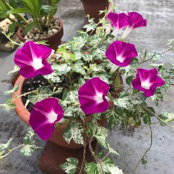 観葉あさがお 夏だよりの投稿画像一覧 Greensnap グリーンスナップ