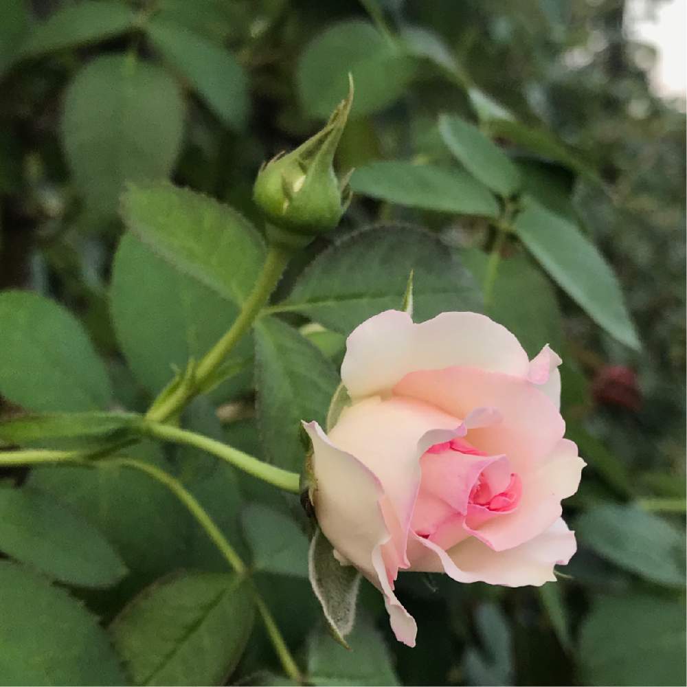 ばら バラ 薔薇の投稿画像 By 苺さん 手作りの庭とバラ ピエールドゥロンサールとお気に入り とgs映えと植物だいすきとおうち園芸と順調と花のある暮らしとバラ ミニバラ 月8月18日 Greensnap グリーンスナップ