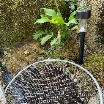 サフランの球根の画像 by ヨウコさん | ギボウシとサフランとサフランの球根と球根と庭作り