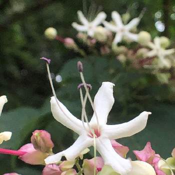 臭木の花♪の画像 by イチゴさん | お出かけ先と綺麗♪と白い花♪と山に咲く花♪と臭木の花♪