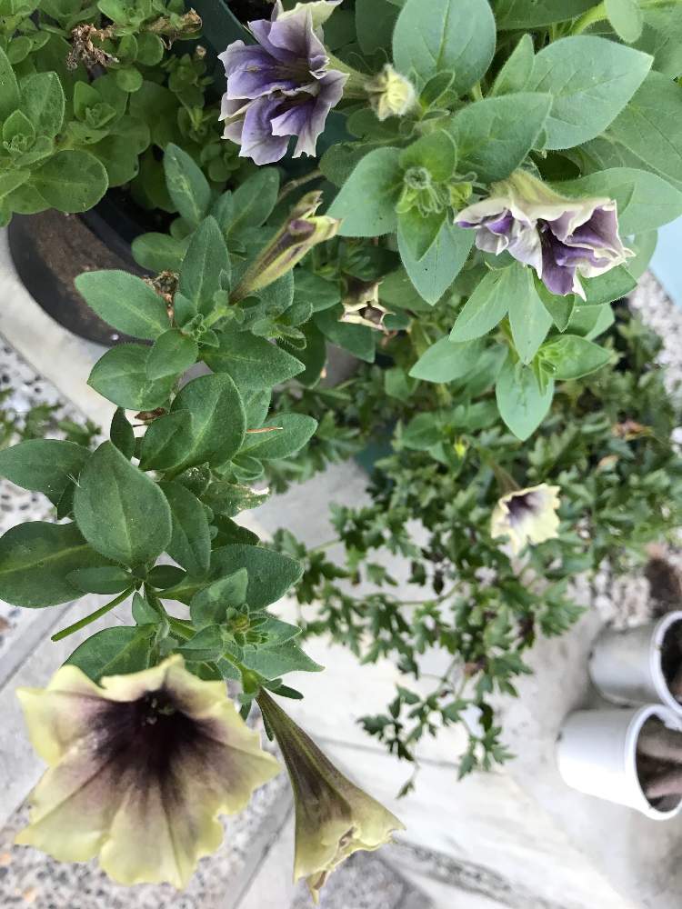 ペチュニア モンローウォーク シルキーラテの投稿画像 By やあさん ペチュニア ジュリエット イエローベージュと鉢植えと花のある暮らしとおうち園芸 月8月18日 Greensnap グリーンスナップ