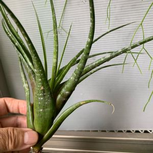 T.Flexuosa,エアプランツ,観葉植物,チランジア属,インテリアグリーンの画像