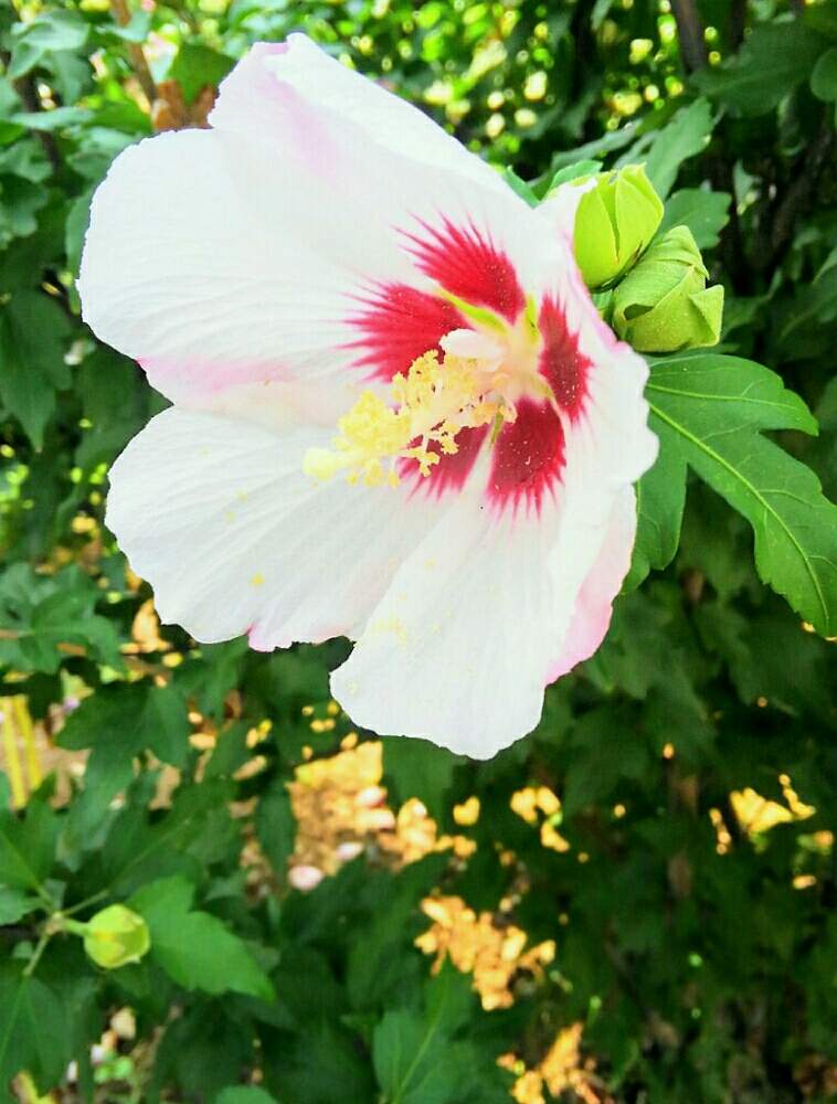 ムクゲの投稿画像 By Fさよfさん 韓国の国花ですとコロナおしりペンペン ὢ と韓国の国花ですとコロナおしりペンペン ὢ 月8月18日 Greensnap グリーンスナップ Greensnap グリーンスナップ