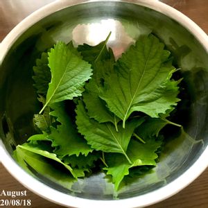 大葉,水耕栽培,収穫,野菜 水耕栽培,家庭菜園奮闘日記の画像