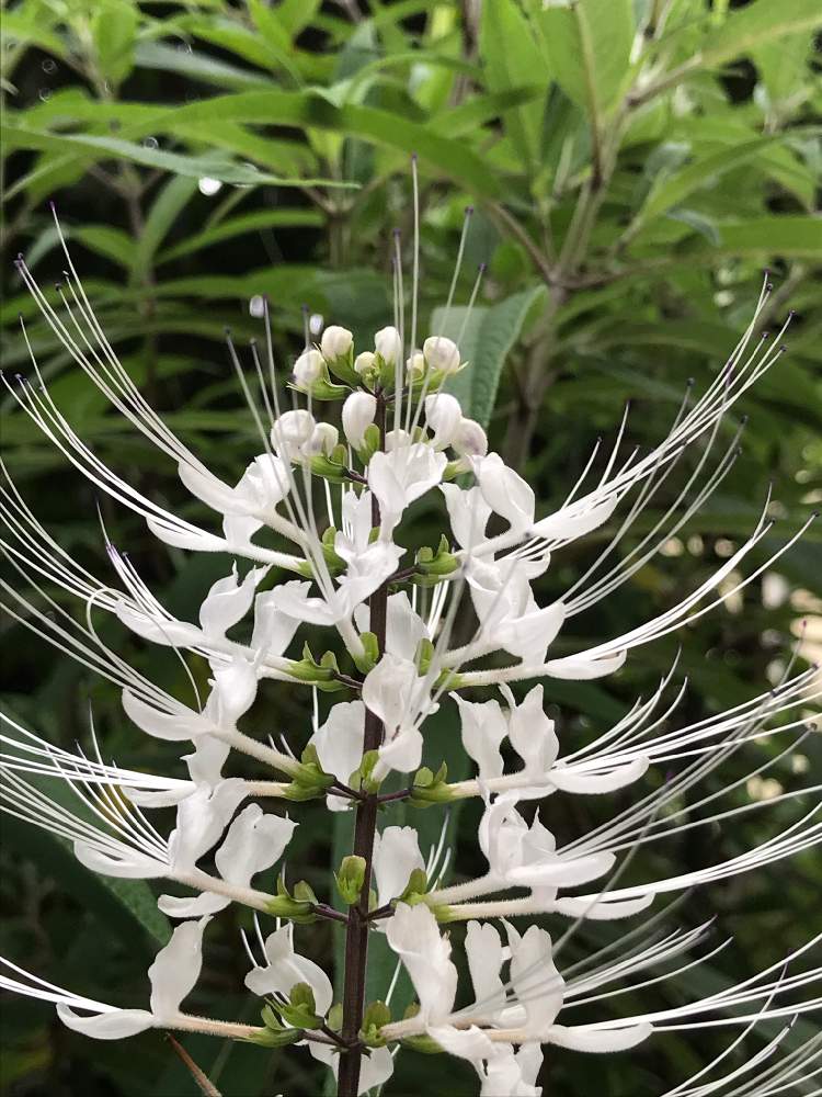 ねこのひげの投稿画像 By ひ ちゃん さん 小さな庭と暑さに負けるなと新型コロナウィルスに負けるなと 残暑お見舞い とおうち園芸と花 のある暮らしと暑さに負けるなと新型コロナウィルスに負けるなと 残暑お見舞い とおうち園芸と花のある暮らし 月8月18日