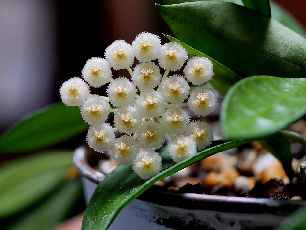 多肉植物の投稿画像 By ホイミさん ガガイモ科とホヤと多肉好きとホヤ属と花のある暮らしと サクラランとホヤ ラクノーサとホヤ好き 月8月18日 Greensnap グリーンスナップ