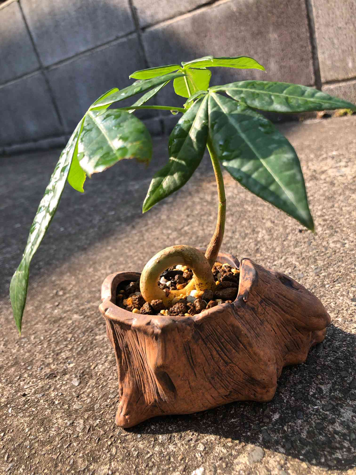 パキラ 塊根 パキラ 塊根 L 鉢カバー付 | インテリア植物 - 観葉植物・多肉