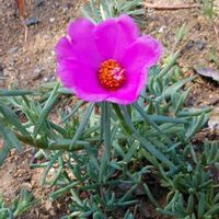 マツバボタンの画像