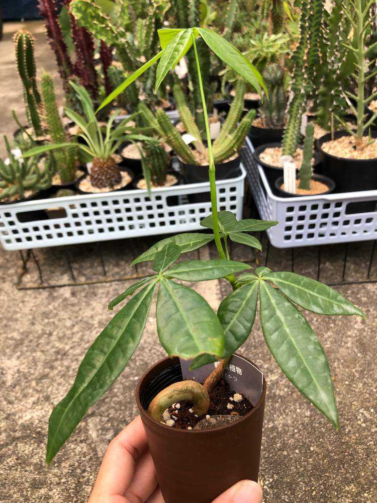 ぐるぐるパキラ｜🍀GreenSnap（グリーンスナップ）