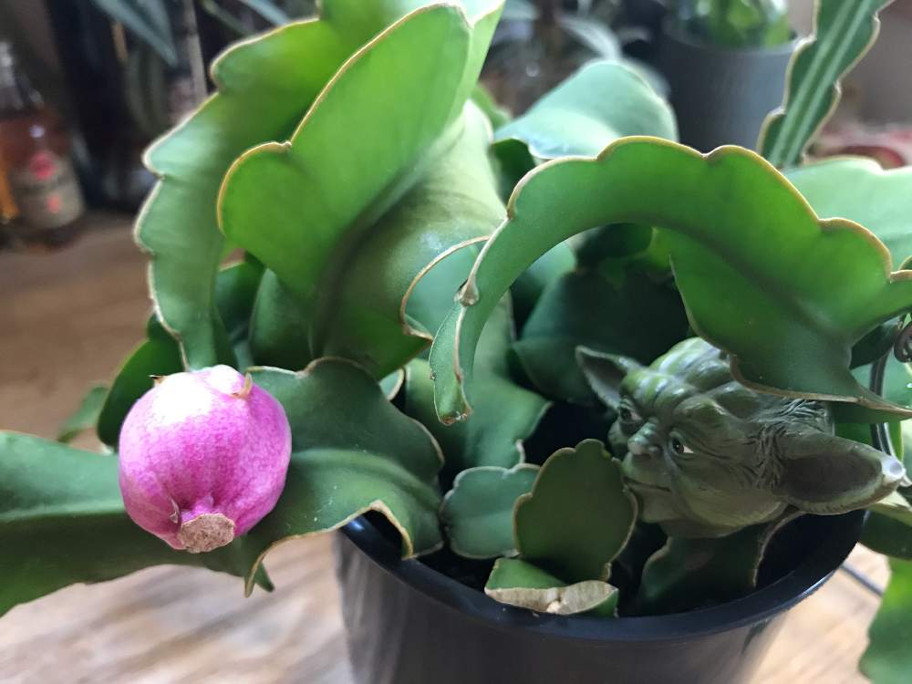 エピフィルム グアテマレンシスの投稿画像 By Akkyさん インドアグリーンとコロナ撃退 納涼肝試しと植物のある暮らしとグリーンインテリアとｷﾓｶﾜ倶楽部とおうち園芸と植物好きとリビングとインテリアグリーンとインドアグリーンとコロナ撃退 納涼肝試しと植物のある