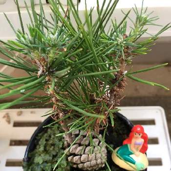 松ぼっくり盆栽の投稿画像一覧 Greensnap グリーンスナップ