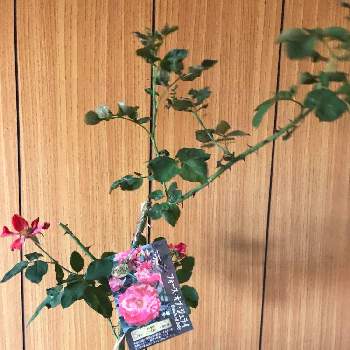 バラ フォースオブジュライの画像 by K  Kenさん | バルコニー/ベランダとバラ フォースオブジュライとばら バラ 薔薇と植物男子と方言･讃岐弁とマイコレクションとB型とおうち園芸とバリけっこいと植中毒と今日の一枚と今日のお花とゲイの園芸と鉢植えと珍奇植物と花のある暮らしと薔薇♪とバラを楽しむとうどん県人会と記録用