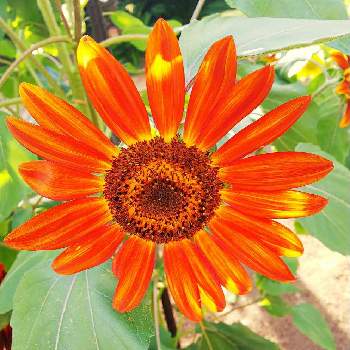 向日葵あれこれの画像 by 魔女さん | ヒマワリ(ルビー)と京都府立植物園にて。と橙色の花。と向日葵あれこれ