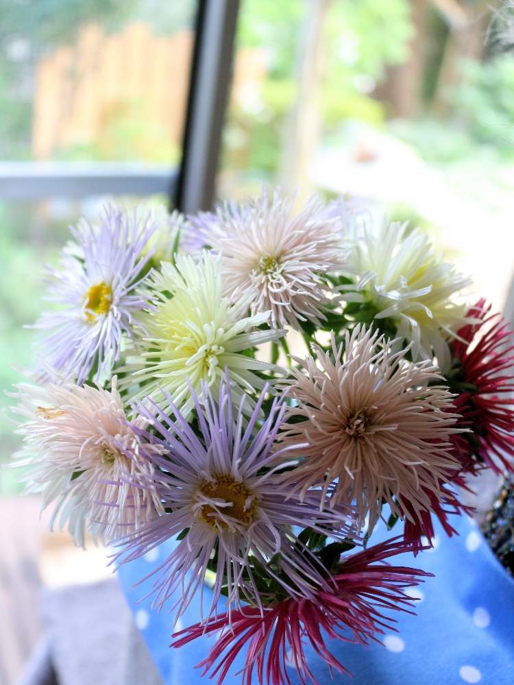 花のある暮らしの投稿画像 By Sanpoさん ナチュラルスタイルと岩手県とおうちで楽しむ夏の草花フォトコンとおうちを彩る花 月8月18日 Greensnap グリーンスナップ