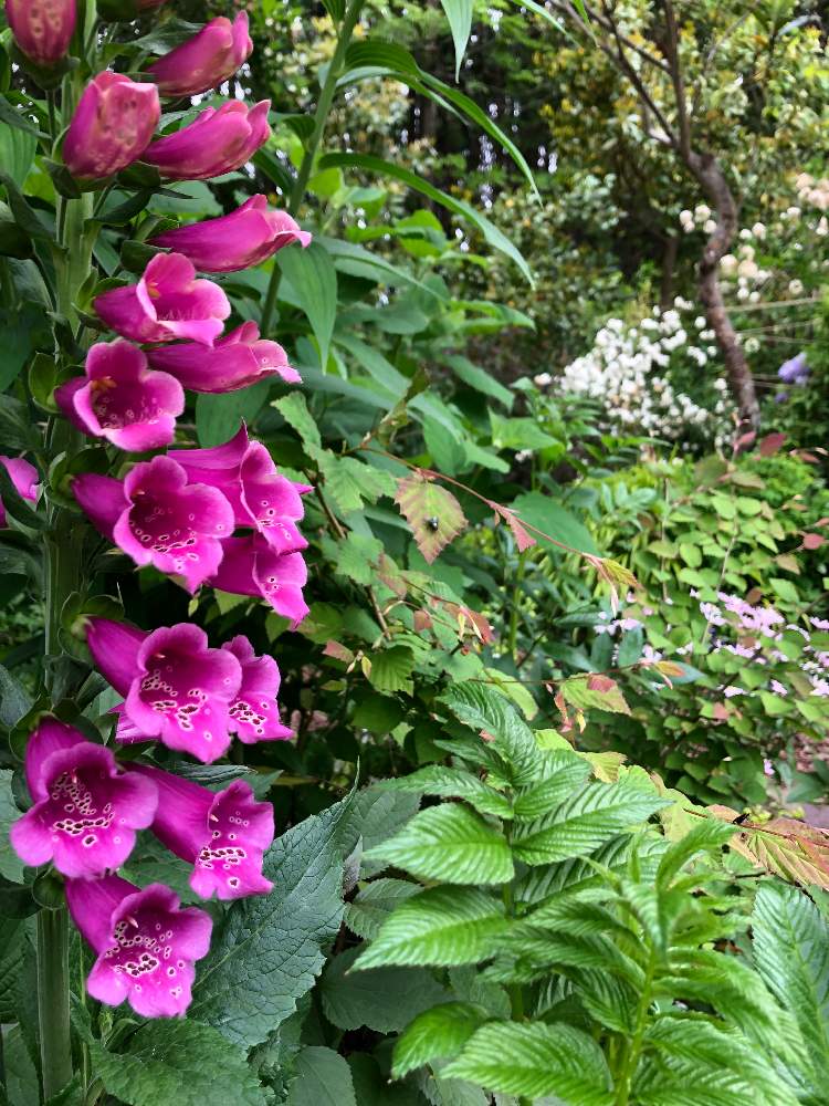 庭ジギタリス 19年と年 Greensnap グリーンスナップ