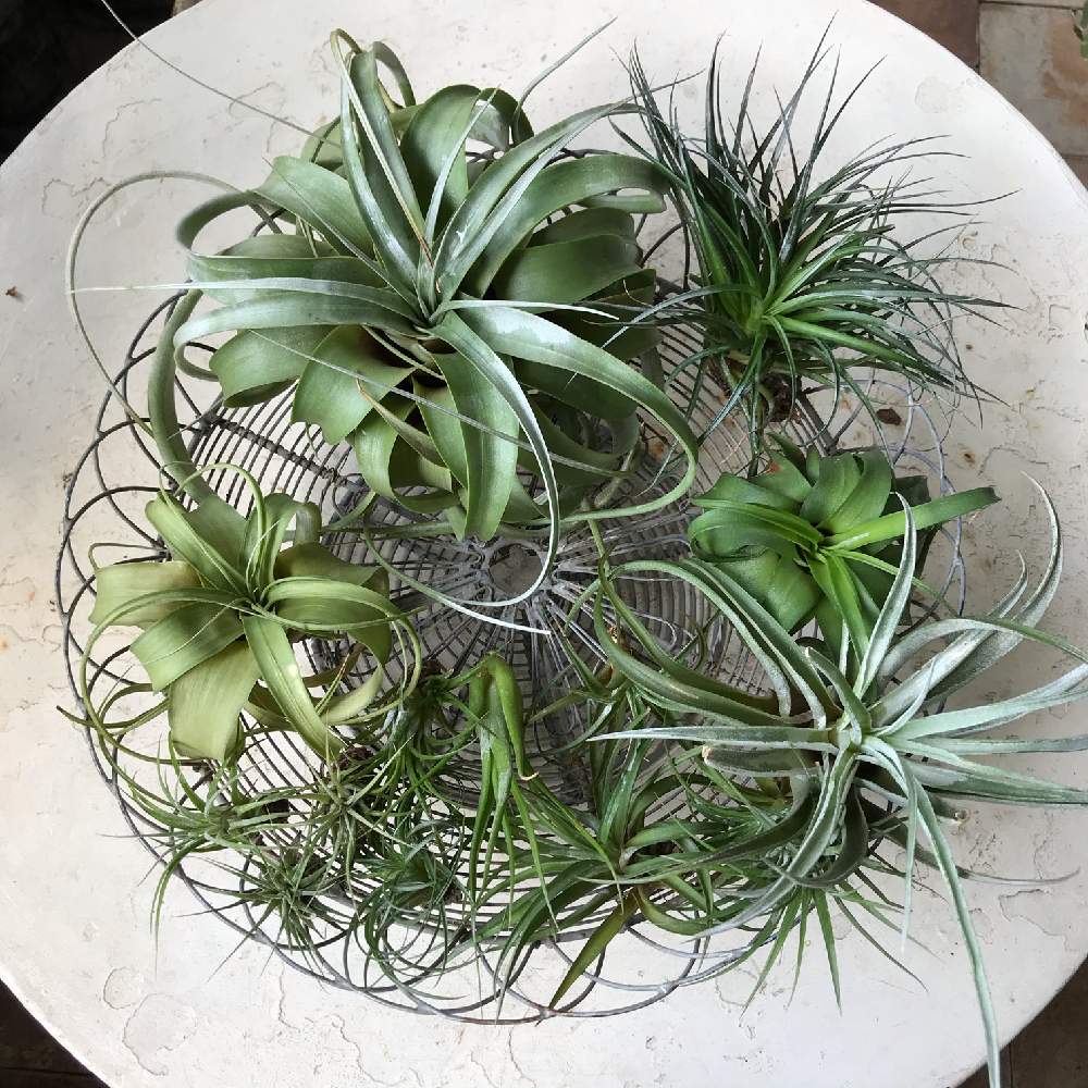 チランジア キセログラフィカの投稿画像 By Mamisazさん ワイヤーバスケットと半日陰とシェードガーデンとベランダガーデンと日陰 とアンティーク家具とマンション暮らしとエアプランツと半日陰のベランダ 月8月18日 Greensnap グリーンスナップ