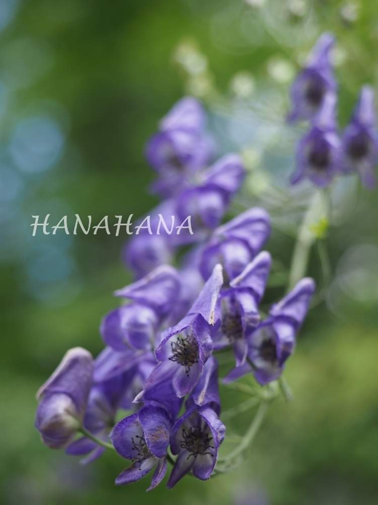 エゾトリカブトの投稿画像 By Hanahanaさん 青い花と北海道と野の花と滝野の森 月8月18日 Greensnap グリーンスナップ