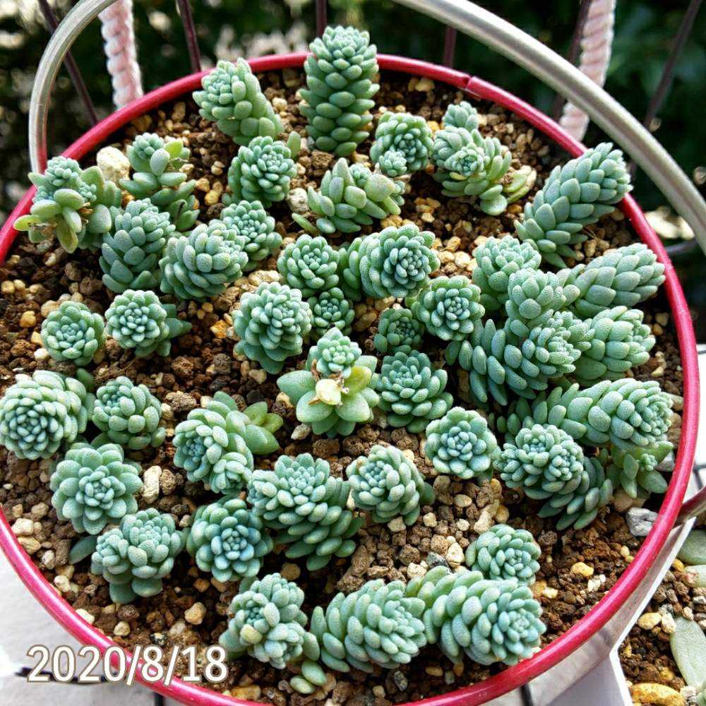 多肉植物カット苗♡マジョール♡15カット＋α♡ （多肉植物カット苗 