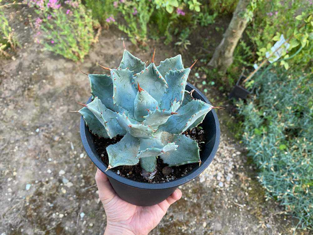 アガベ雷神の成長記録 Greensnap グリーンスナップ