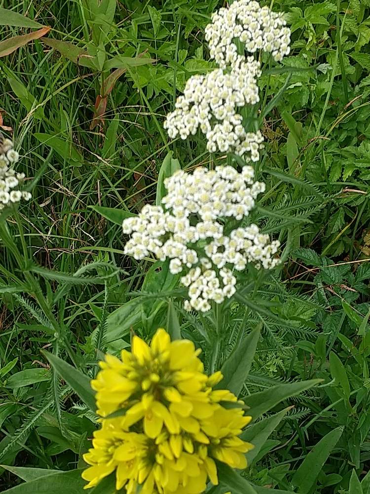 入笠山の投稿画像 By みろらんさん オトコエシの花と長野県富士見町とキリンソウの花 月8月18日 Greensnap グリーンスナップ