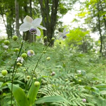 レンゲショウマ群生地の投稿画像一覧 Greensnap グリーンスナップ