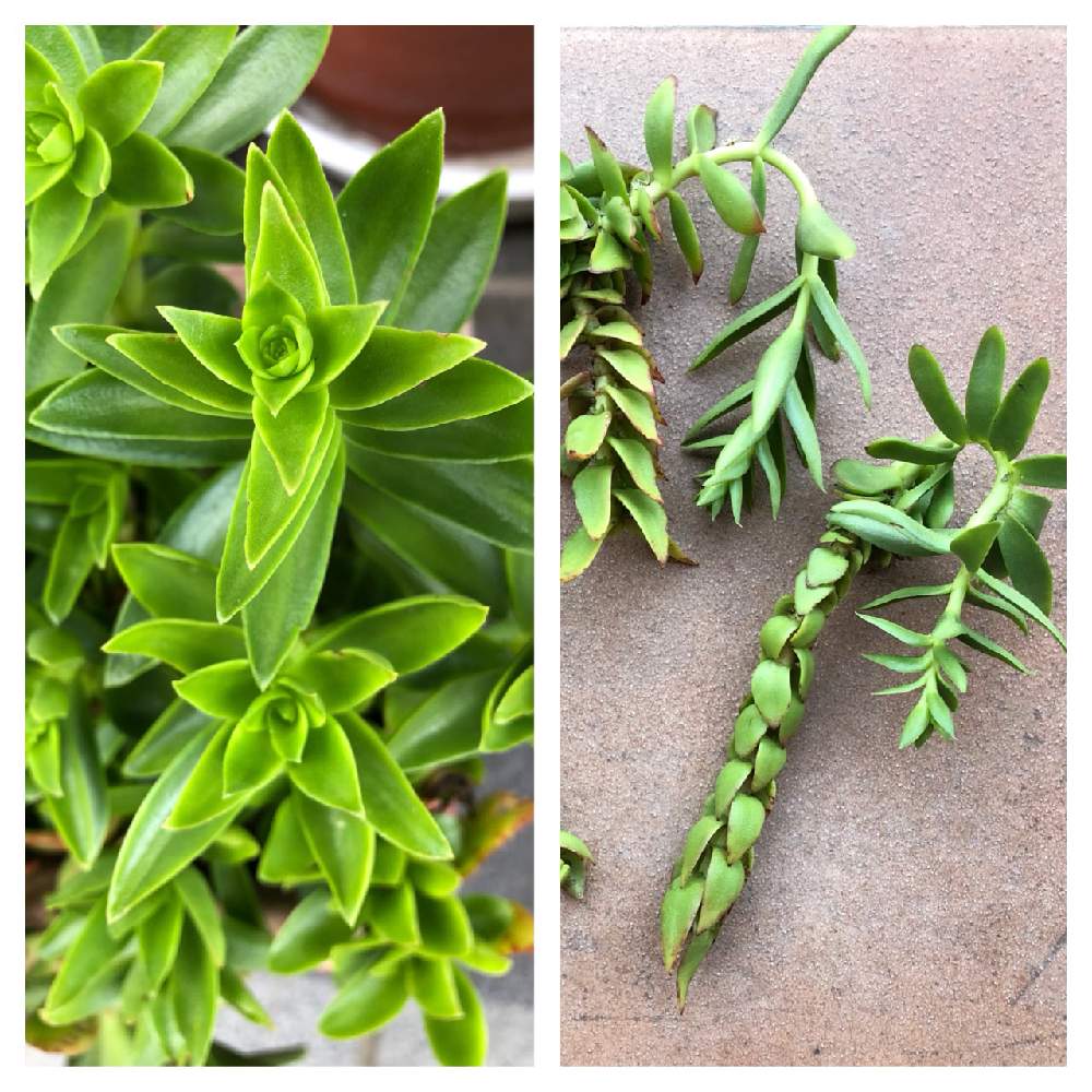 火祭りの投稿画像 By サニーさん 多肉植物とおうち園芸と相談と多肉女子とたにくにくにくと摘芯 月8月18日 Greensnap グリーンスナップ