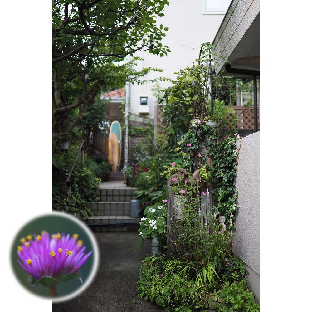 小さな庭の画像 by 我楽多さん | 小さな庭と千日紅ファイヤーワークスといつもの箱庭（箱庭正面）と８月の花とOM-D E-M1ⅡとOLY 17mm F1.2と八月の箱庭