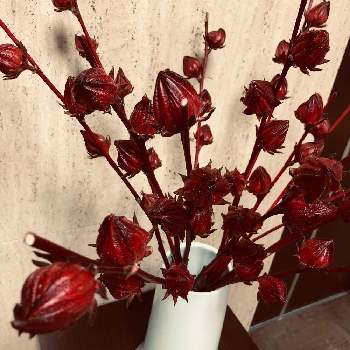 ベニアオイの投稿画像一覧 Greensnap グリーンスナップ