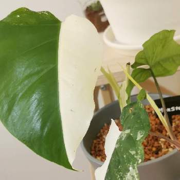 白い葉っぱの投稿画像一覧 Greensnap グリーンスナップ