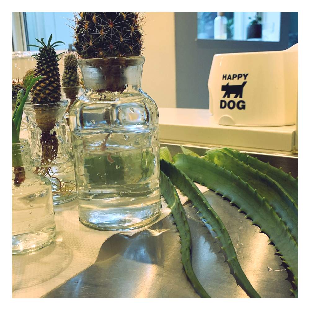 サボテン水耕栽培の投稿画像 By ぴーこさん 木立アロエ とグリーン グリーン グリーン とグリーンが好き とアロエさんと濃い緑と緑たくさん 月8月19日 Greensnap グリーンスナップ