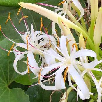 クリナム属の投稿画像一覧 Greensnap グリーンスナップ