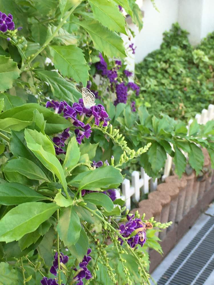 デュランタ 宝塚の投稿画像 By Manabeさん 凛と咲くとクマツヅラ科ハリマツリ属とハリマツリ 属とムラサキ色がキレイとクマツヅラ科と凛と咲くとクマツヅラ科ハリマツリ属とハリマツリ属とムラサキ色がキレイとクマツヅラ科 月8月19日 Greensnap グリーン デュランタ 宝塚の投稿画像 By Manabeさん 凛と咲くとクマツヅラ科ハリマツリ属とハリマツリ 属とムラサキ色がキレイとクマツヅラ科と凛と咲くとクマツヅラ科ハリマツリ属とハリマツリ属とムラサキ色がキレイとクマツヅラ科 月8月19日 Greensnap グリーン