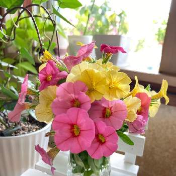 北海道の夏の画像 by このっちさん | 窓辺と北海道の夏とおうち園芸と北海道からとピンクのお花と花のある暮らしと朝の癒し
