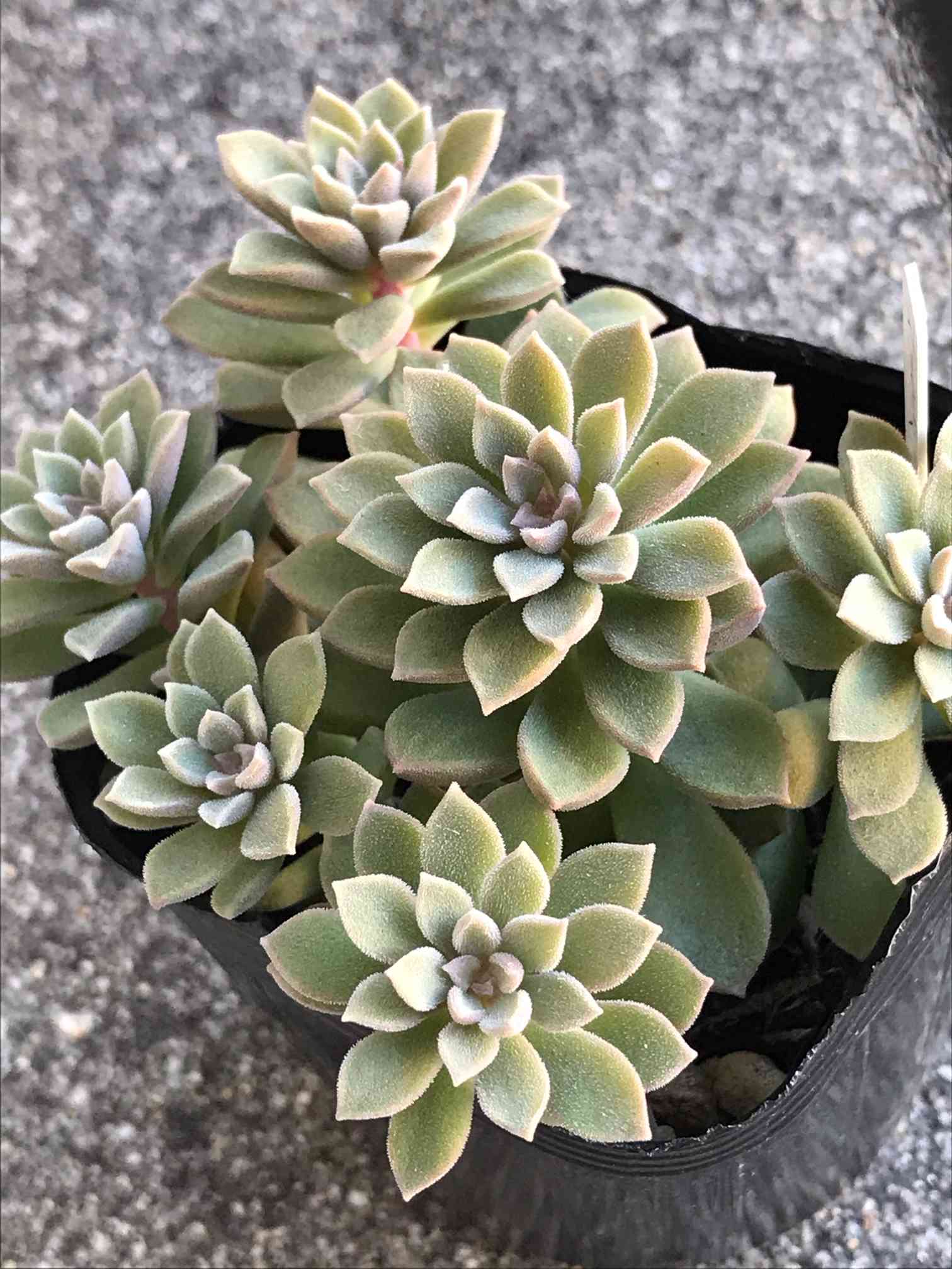 スプリングワンダー×銀天女の一覧｜🍀GreenSnap（グリーンスナップ）