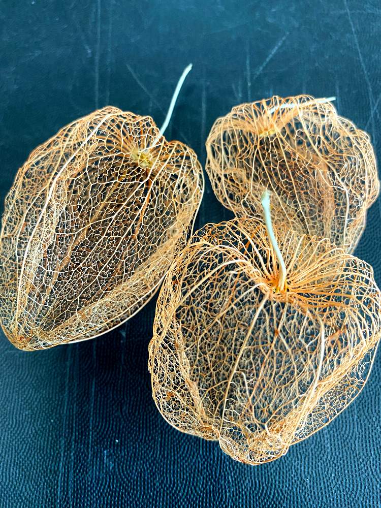 透かし鬼灯 ほおずき の投稿画像 By ししおどしさん ホオズキ 月8月19日 Greensnap グリーンスナップ